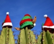 Три идеи-предизвикателства за нетрадиционна Коледа по света