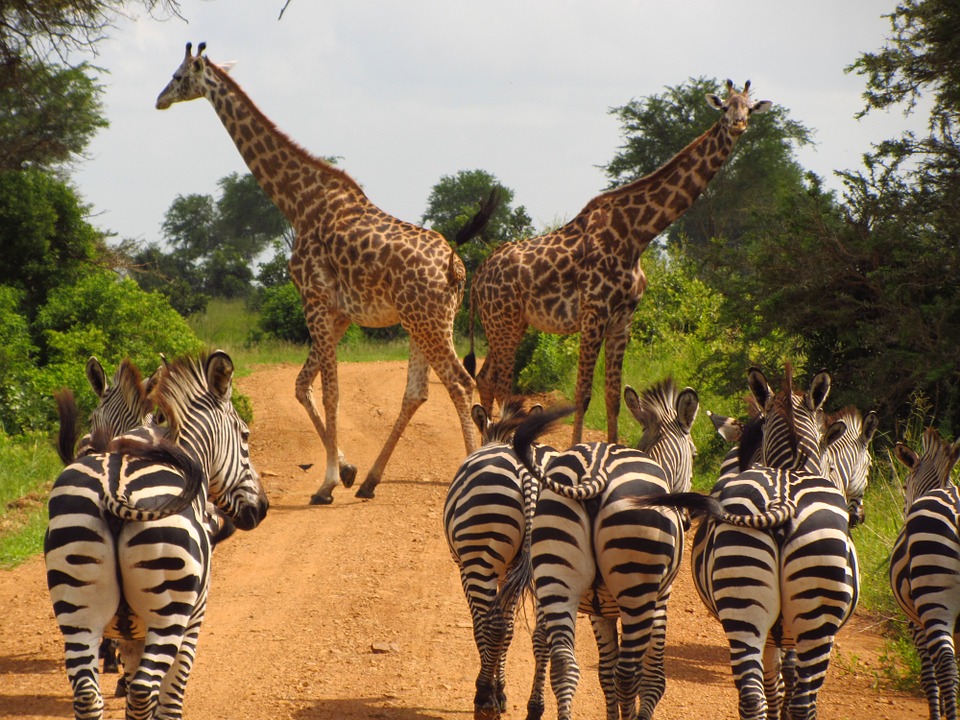 Занзибар и Танзания - докосване до дивата природа: 19.07.2020 г.г.