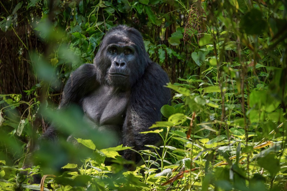Уганда и Руанда - Приключенско сафари в света на горилите