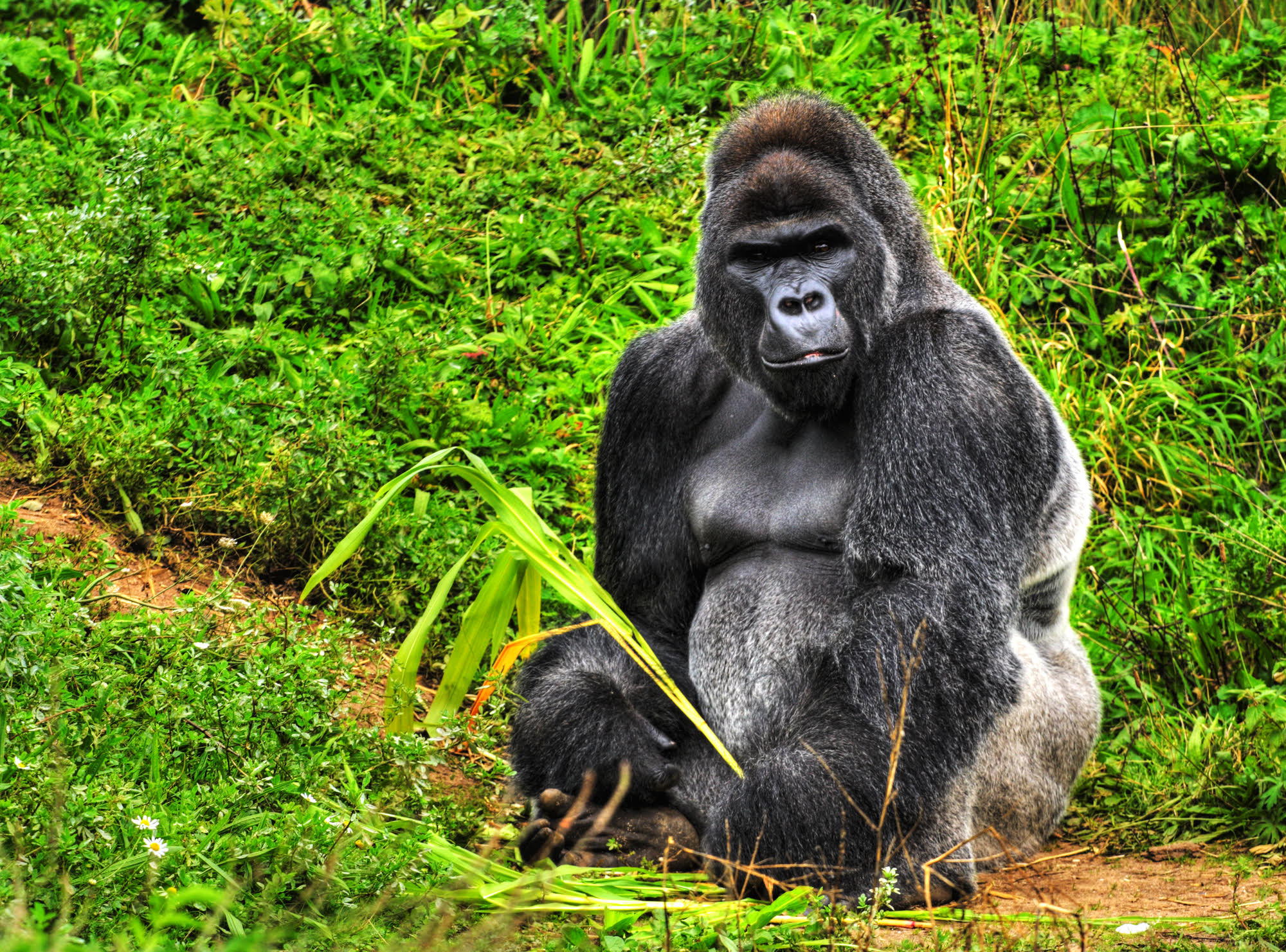 Руанда - Делукс джип сафари с Big 5, примати и шимпанзета