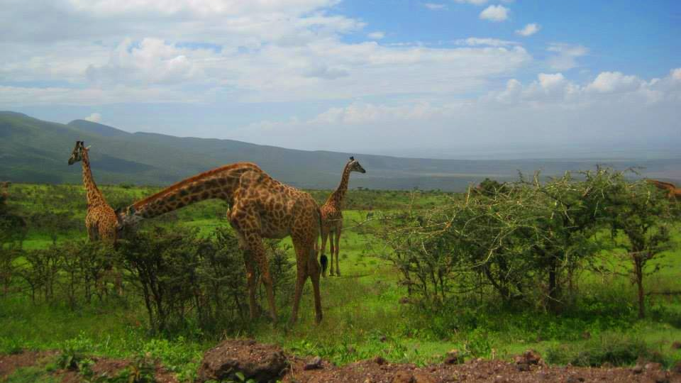 Кения – в търсене на голямата миграция – сафари и почивка