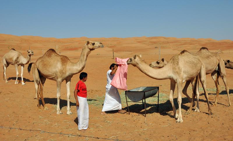 Живописният Оман - 8 дни