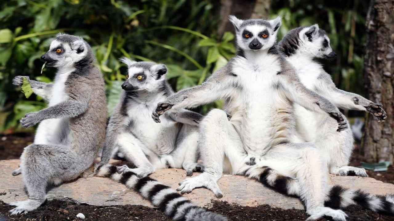 Сред природните чудеса на Мадагаскар