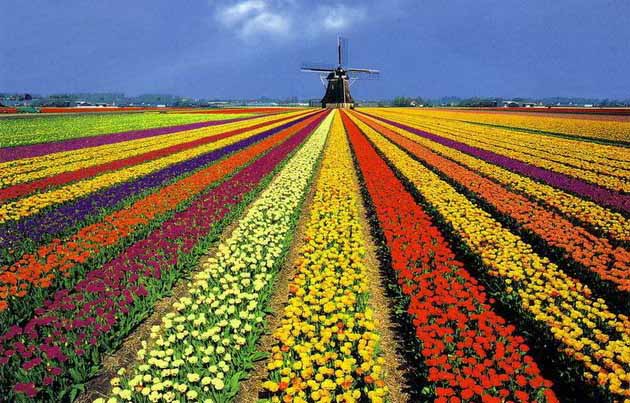 Цветна пролет 2021 в Холандия - парка Keukenhof и Амстердам