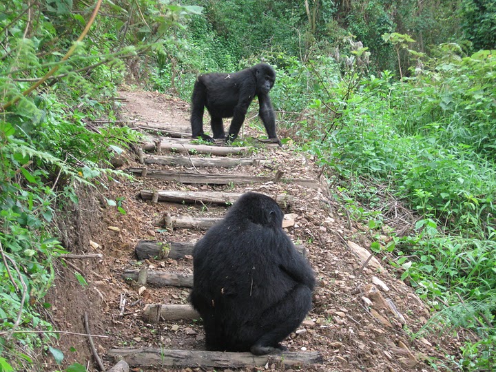 Национален парк Бвинди - Уганда