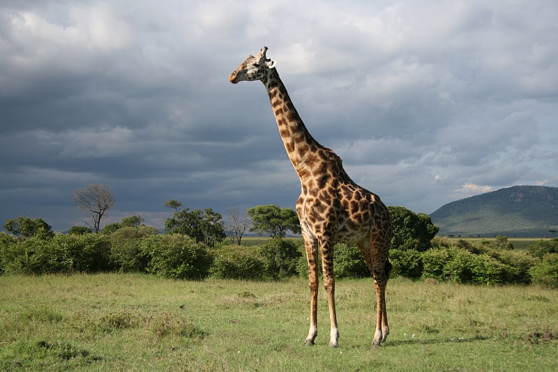 Национален резерват „Масай Мара” - Кения