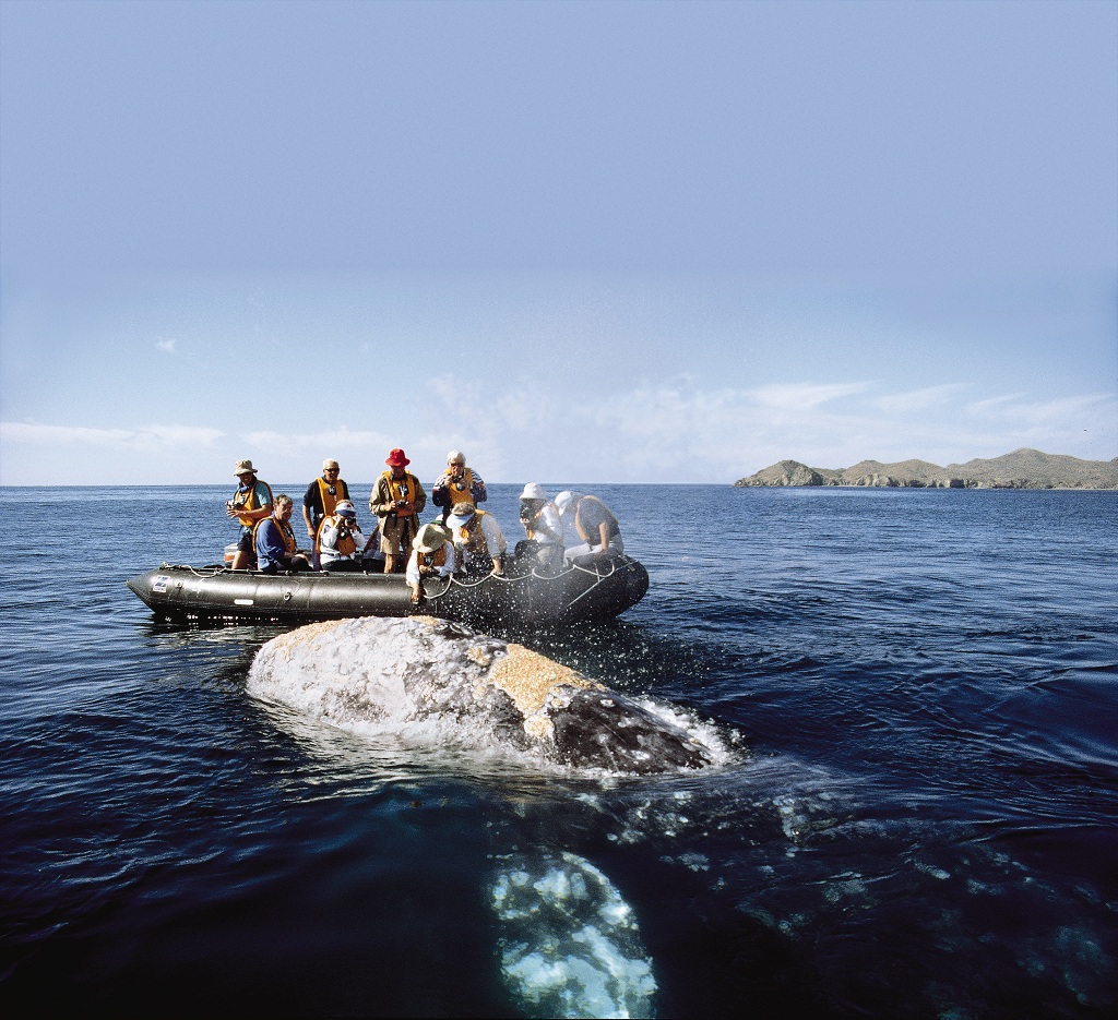 Любуване на китове в Баха - Мексико