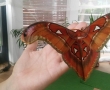 Вижте най-голямата пеперуда в света в Бургас (имате 2 дни!)