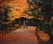Момиджигари – японската традиция да се дивиш на есента