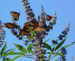 Миграцията на пеперудите монарх - един феномен на Майката Природа
