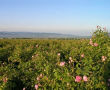 Долината на розите - Казанлъшка котловина 