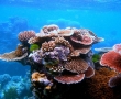 Големият бариерен риф - шедьовърът на Австралия