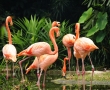 Луксозен курорт на Бахамите си търси мениджър фламинго