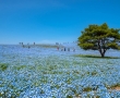 Парк Хитачи в Япония: където небето се слива с поле от сини цветя