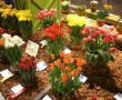 Изложението на цветя във Филаделфия - най-големият посветен на цветята празник на закрито