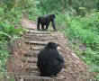 Национален парк „Бвинди“ - в търсене на планинската горила