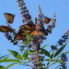 Миграцията на пеперудите монарх - един феномен на Майката Природа