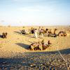 Панаирът на камили в Пушкар, Индия - племенен сбор, който не прилича на никой друг