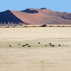 Скелетният бряг в Намибия