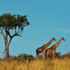Природни паркове в Танзания за любителите на сафари 