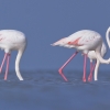 Зима в Кипър? Открий езерата, пълни с фламинго!