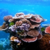 Големият бариерен риф - шедьовърът на Австралия