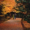Момиджигари – японската традиция да се дивиш на есента