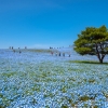 Парк Хитачи в Япония: където небето се слива с поле от сини цветя