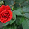 Ден на розата в Ботаническата градина в София
